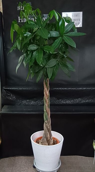 Flower Image