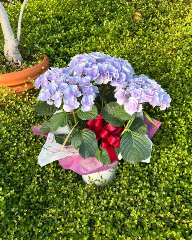 .
happy mother's day💐

日頃のお母様への感謝を込めて
お花を贈りませんか☺️❤️

沢山の素敵なお花をご用意して
お待ちしています💐

#母の日 
#母の日プレゼント 
#母の日ギフト 
#春 
#花 
#生花 
#おしゃれな花屋さん 
#フラワーアレンジメント 
#パンパスグラス
#ドライフラワーインテリア 
#リース 
#スワッグ 
#スワッグのある暮らし 
#ドライフラワーのある生活 
#ドライフラワー 
#花のある暮らし 
#花のある生活 
#お祝い
#wedding 
#ウエディングフォト 
#海外挙式 
#hanatoyo 
#花豊 
#はなとよ 
#花屋 
#花屋さん 
#蒲郡 
#愛知県 
#三河 
#現金で1000円お買い上げごとに50円券プレゼント🎁お持ち帰り商品にのみ使用できます😊有効期限なし

愛知県蒲郡市港町18-33
有限会社 花豊
0533684048
