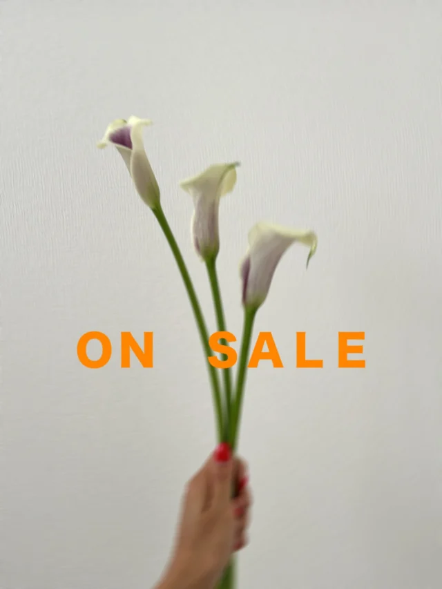 .
当店では値段のつけられなくなった花がある場合
無料コーナーにて無料で差し上げています🌼

毎日あるとは限りません🥺
たまにあればラッキーです✌️

ご来店の際はぜひご覧ください☺️

毎日休まず
年中無休で営業しています

本日もご来店お待ちしています☺️

現金で1000円お買い上げごとに50円券プレゼント🎁
お持ち帰り商品にのみ使用できます😊有効期限なしです

#夏
#花 
#生花 
#フラワーアレンジメント 
#ドライフラワーインテリア 
#スワッグ 
#スワッグのある暮らし 
#ドライフラワーのある生活 
#ドライフラワー 
#花のある暮らし 
#花のある生活 
#お祝い
#wedding 
#ウエディングフォト 
#海外挙式 
#hanatoyo 
#花豊 
#はなとよ 
#花屋 
#花屋さん 
#蒲郡 
#愛知県 
#三河 
#hanatoyo_gamagori
愛知県蒲郡市港町18-33
有限会社 花豊
0533684048