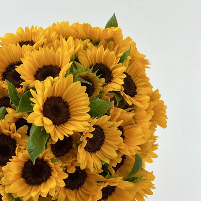 . 
夏に大人気のひまわり🌻

ひまわりの花言葉は憧れ

素敵な花言葉を持つひまわりを
一度手にとってみてはいかがでしょうか☺️

パワーあふれるひまわりに
心ときめくことでしょう♡

毎日休まず
年中無休で営業しています

本日もご来店お待ちしています☺️

現金で1000円お買い上げごとに50円券プレゼント🎁
お持ち帰り商品にのみ使用できます😊有効期限なしです

#夏
#花 
#生花 
#フラワーアレンジメント 
#ドライフラワーインテリア 
#スワッグ 
#スワッグのある暮らし 
#ドライフラワーのある生活 
#ドライフラワー 
#花のある暮らし 
#花のある生活 
#お祝い
#wedding 
#ウエディングフォト 
#海外挙式 
#hanatoyo 
#花豊 
#はなとよ 
#花屋 
#花屋さん 
#蒲郡 
#愛知県 
#三河 
#hanatoyo_gamagori
愛知県蒲郡市港町18-33
有限会社 花豊
0533684048