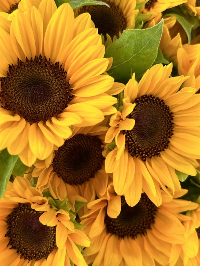 . 
夏に大人気のひまわり🌻

ひまわりの花言葉は憧れ

素敵な花言葉を持つひまわりを
一度手にとってみてはいかがでしょうか☺️

パワーあふれるひまわりに
心ときめくことでしょう♡

毎日休まず
年中無休で営業しています

本日もご来店お待ちしています☺️

現金で1000円お買い上げごとに50円券プレゼント🎁
お持ち帰り商品にのみ使用できます😊有効期限なしです

#夏
#花 
#生花 
#フラワーアレンジメント 
#ドライフラワーインテリア 
#スワッグ 
#スワッグのある暮らし 
#ドライフラワーのある生活 
#ドライフラワー 
#花のある暮らし 
#花のある生活 
#お祝い
#wedding 
#ウエディングフォト 
#海外挙式 
#hanatoyo 
#花豊 
#はなとよ 
#花屋 
#花屋さん 
#蒲郡 
#愛知県 
#三河 
#hanatoyo_gamagori
愛知県蒲郡市港町18-33
有限会社 花豊
0533684048