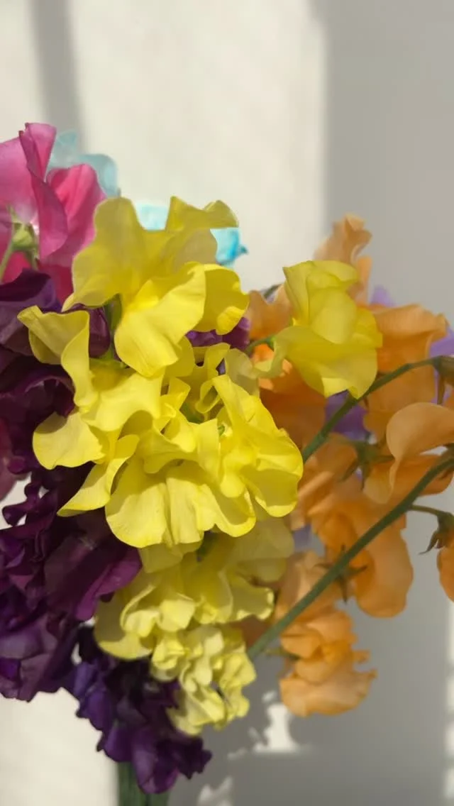 スイトピー

花言葉は優しい思い出、門出

毎日休まず
年中無休で営業しています

本日もご来店お待ちしています☺️

現金で1000円お買い上げごとに50円券プレゼント🎁
お持ち帰り商品にのみ使用できます😊有効期限なしです

営業時間8:30-19:00
お問い合わせ時間9:00-18:00
#春 
#spring 
#flower 
#花屋 
#蒲郡 

hanatoyo_gamagori
愛知県蒲郡市港町18-33
有限会社 花豊
0533684048