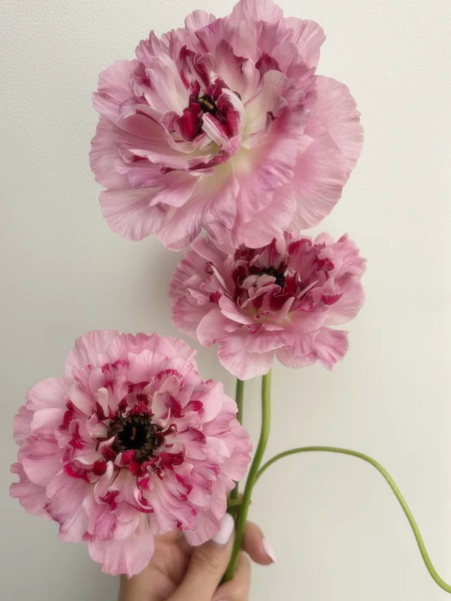 . 
ラナンキュラス

花言葉は華やかな魅力、合格

ラナンキュラスは
前向きな花言葉が印象的です☺️

色によっても花言葉が違うので
贈る方の気持ちや自分の気持ちなどと
照らし合わせて選んでみるのも
面白いかと思います☺️♡

毎日休まず
年中無休で営業しています

本日もご来店お待ちしています☺️

現金で1000円お買い上げごとに50円券プレゼント🎁
お持ち帰り商品にのみ使用できます😊有効期限なしです

#春 
#spring 
#flower 
#花屋 
#蒲郡 

hanatoyo_gamagori
愛知県蒲郡市港町18-33
有限会社 花豊
0533684048