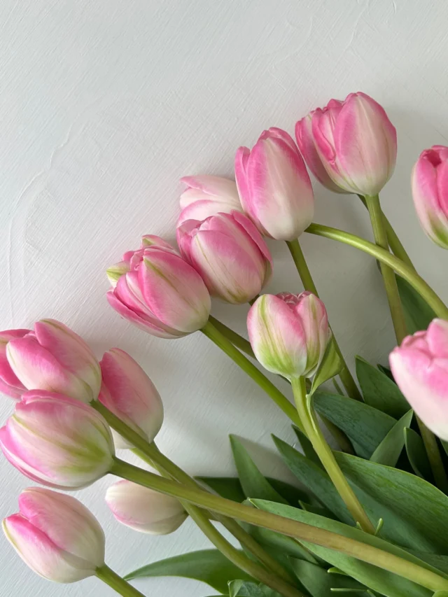 . 
チューリップ🌷

毎日休まず
年中無休で営業しています

本日もご来店お待ちしています☺️

現金で1000円お買い上げごとに50円券プレゼント🎁
お持ち帰り商品にのみ使用できます😊有効期限なしです

#春 
#spring 
#flower 
#花屋 
#蒲郡 

hanatoyo_gamagori
愛知県蒲郡市港町18-33
有限会社 花豊
0533684048